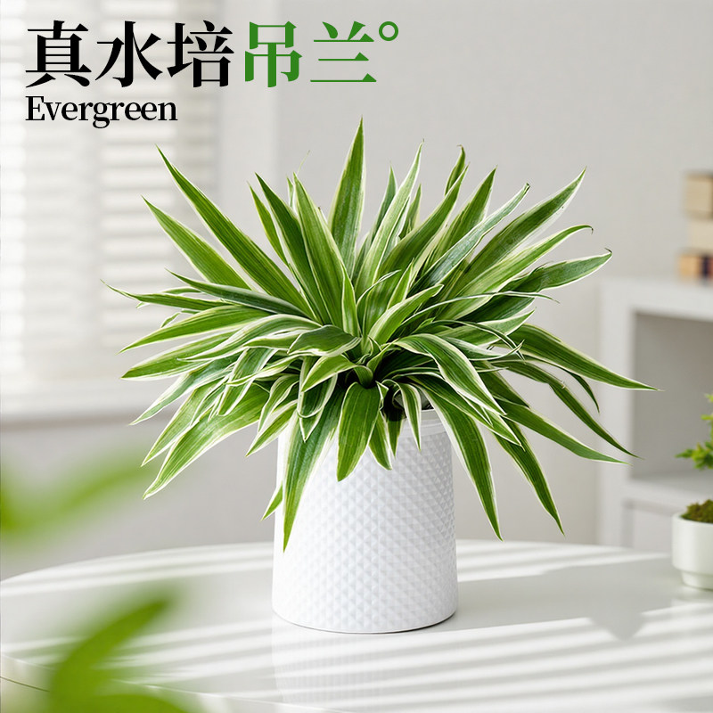 水培金边吊兰盆栽室内植物垂吊