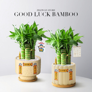 文昌竹4支富贵竹带根植物室内盆栽中考高考书桌绿植净化空气好养