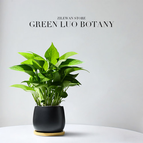 绿萝盆栽室内客厅家用好养植物