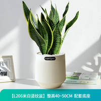 Sansevieria trifasciata, golden-edge sansevieria trifasciata, indoor living room air purification, office flowers, potted flowers, green plants thumbnail 3