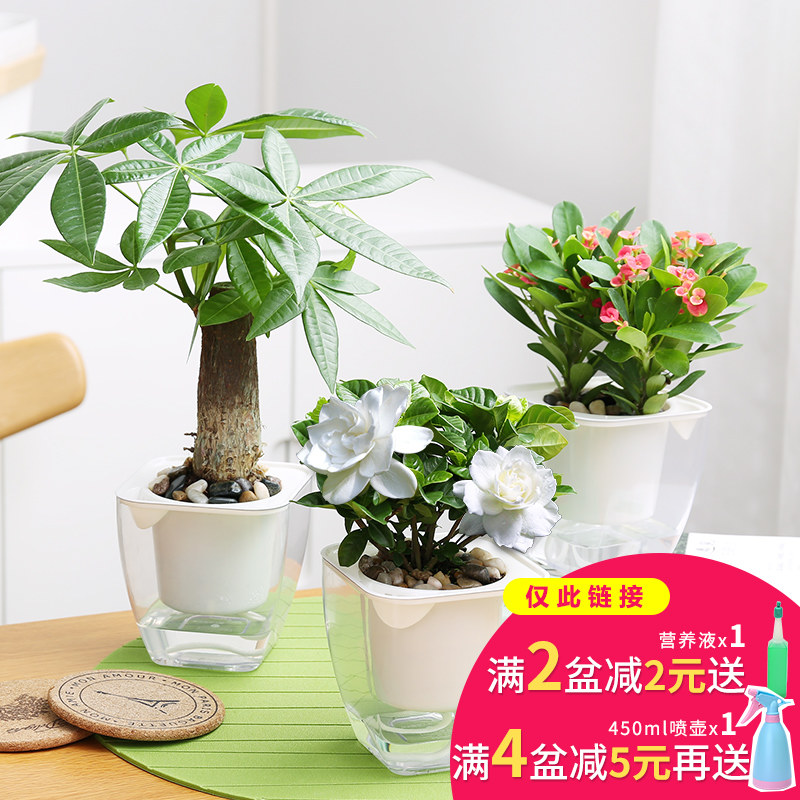 發財樹梔子花花卉觀花植物室內富貴竹水培植物辦公室盆栽綠植綠蘿