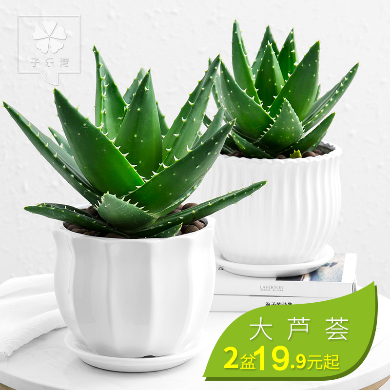 蘆薈盆栽辦公室綠植室內花卉綠色植物凈化空氣四季常青蘆薈植物