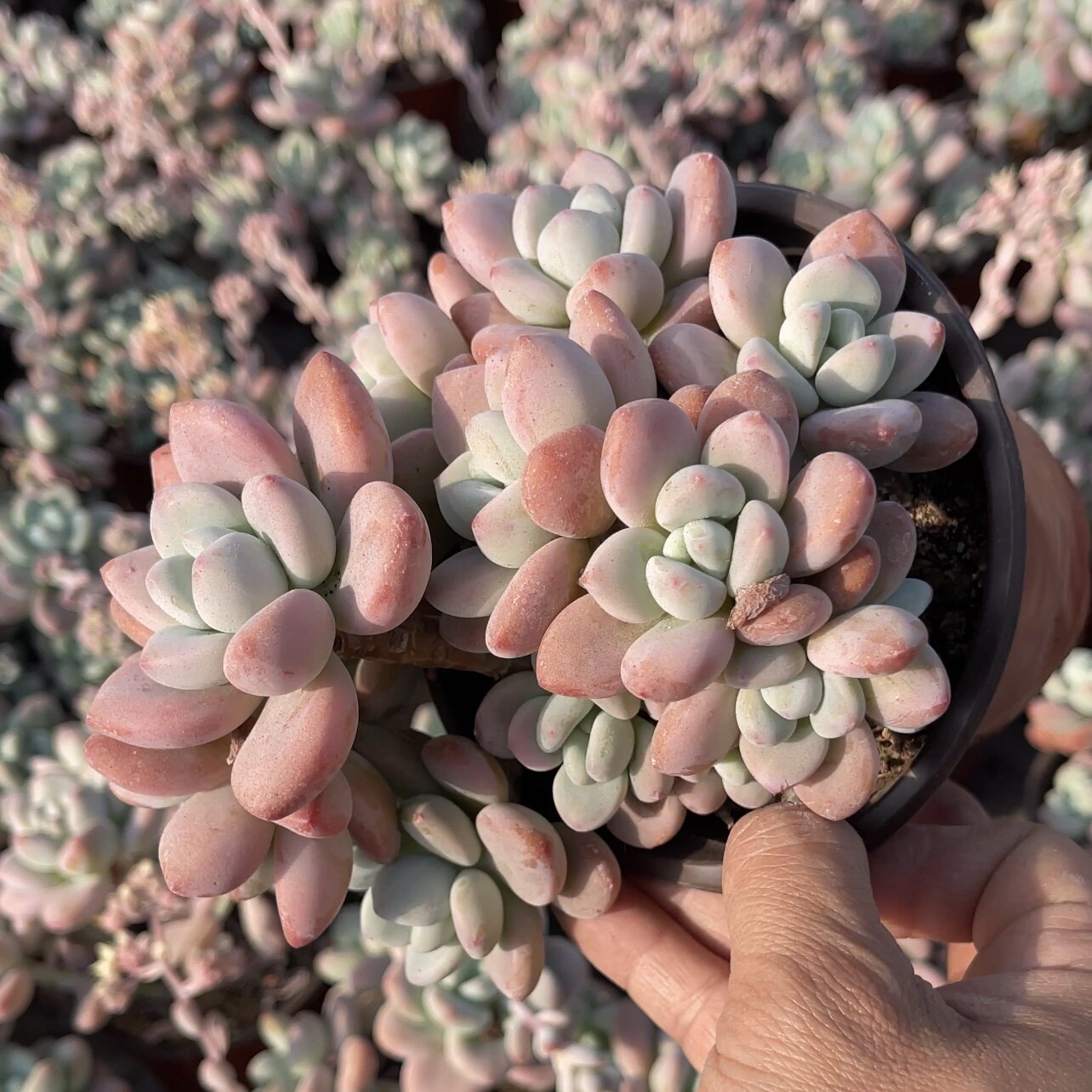 红洛神多肉一物一拍满十元包邮1多肉植物