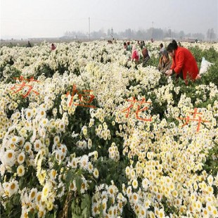 食用菊花苗 正宗杭白菊苗 胎菊苗 食用菊花盆栽