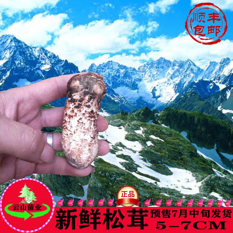 【云山菌业】菌子野生菌新鲜松茸云南特产 5-7CM香格里拉菇类500g|ruв категории зерно риса/север и Юг сухих грузов/приправы, север и Юг сухих грузов/мясо сухих грузов, сухогрузный/родной, грибов - от Buy2taobao.com для оказания профессиональной услуги покупки агента Taobao