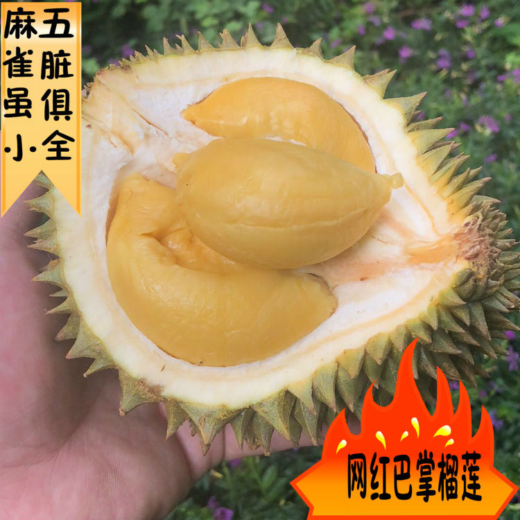 泰国巴掌榴莲  bb猫山王味道浓郁 浓缩的精华 抖音上的网红榴莲