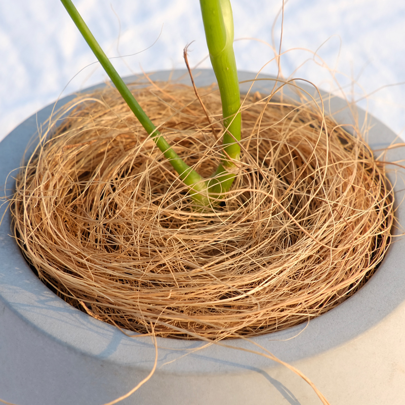 进口白椰丝干净开发票秒发货