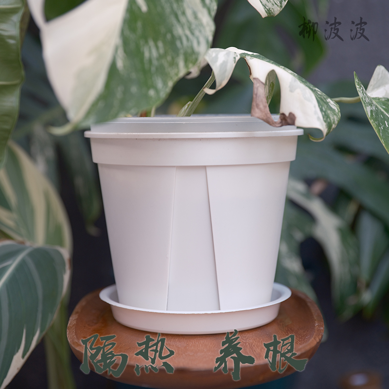 透明青山防烂根白锦龟背竹