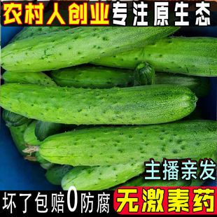现摘新鲜东北旱黄瓜应季蔬菜东北农家自种无激素药老品种甜黄瓜