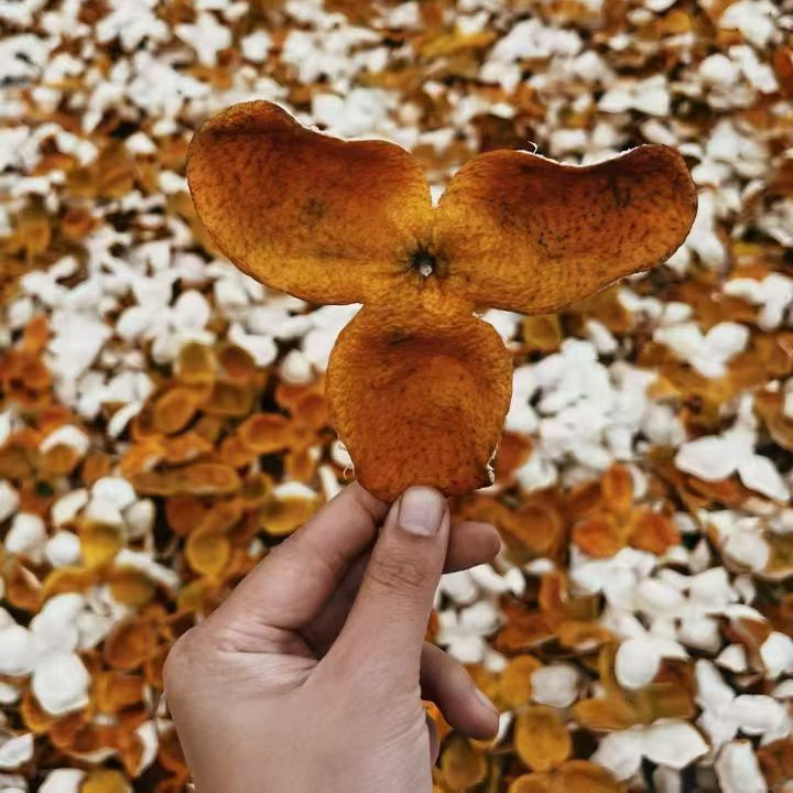 2024年新会东甲西甲柑茶枝柑