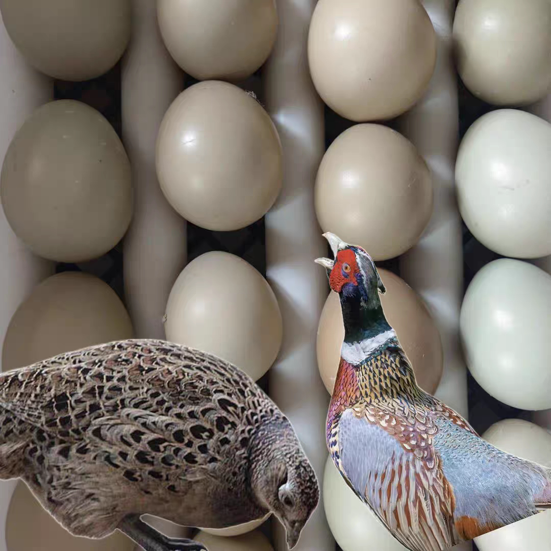 七彩山鸡蛋受新鲜精品蛋公母混养鸡蛋
