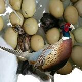 七彩山鸡雉鸡蛋种蛋孵化蛋受精正宗新鲜