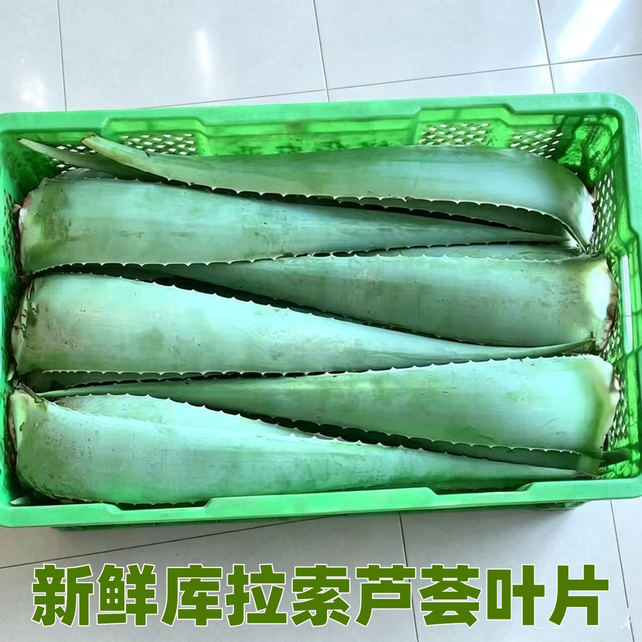 美容院灌肤敷脸专用库拉索芦荟食用鲜厚片新鲜大芦荟叶片盆栽多肉