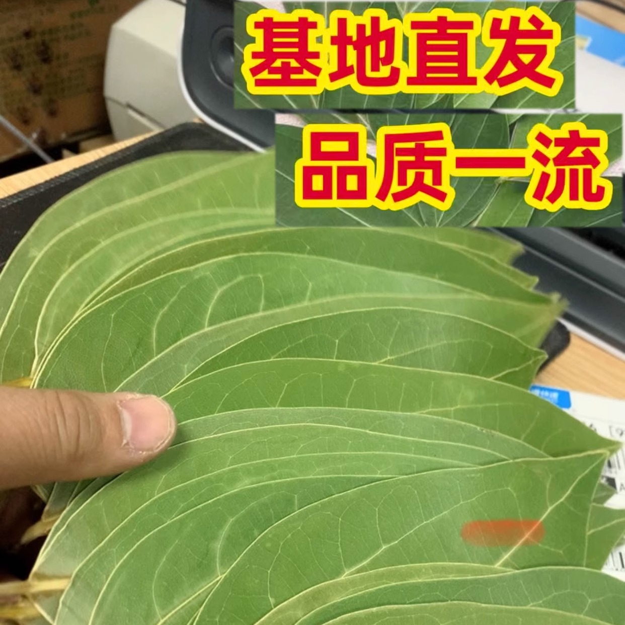 叶雕树叶叶雕叶子激光手工梧桐叶干燥平整梧桐叶雕刻真树叶成