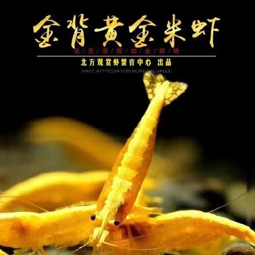 金背黄金米虾金贝活虾繁殖组草缸