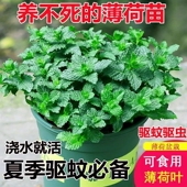 可食用薄荷种子留兰香柠檬苗猫薄荷夏季 播种室内阳台盆栽驱蚊植物