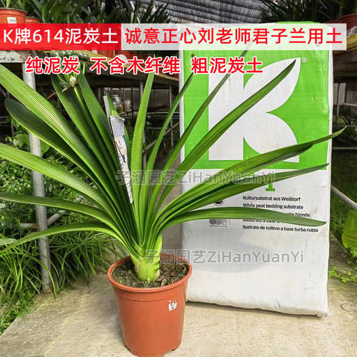 klasmann兰花泥炭土块状君子兰