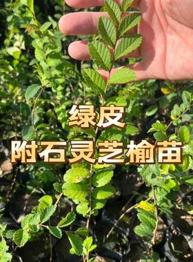 正宗青皮灵芝榆树苗附石树苗附石小苗植物盆景杯苗绿皮小叶榔榆苗