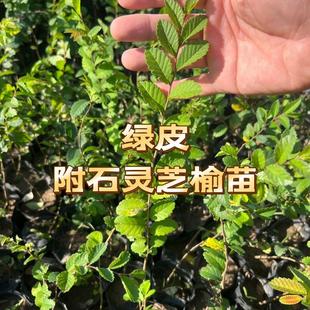 正宗青皮灵芝榆树苗附石树苗附石小苗植物盆景杯苗绿皮小叶榔榆苗