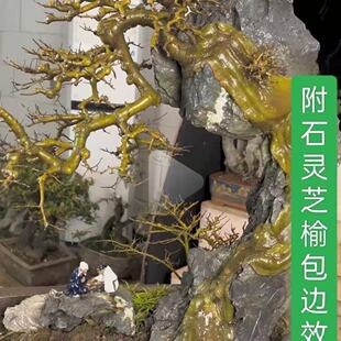 盆景专用绿皮附石小叶榔榆小苗青皮灵芝榆杯苗榆树树苗小叶榆小苗
