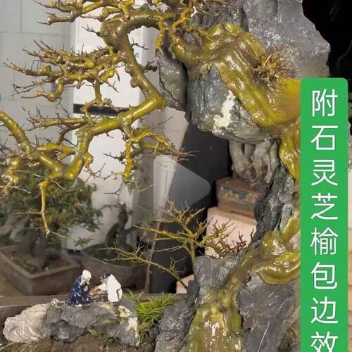 盆景专用绿皮附石小叶榔榆小苗