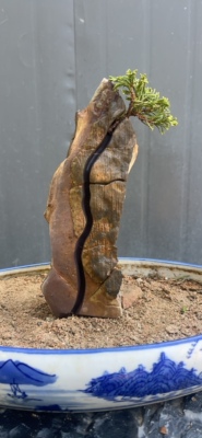 天然开槽灵璧石青龙石符石石头盆景石符树植物榆树附石小品英德石