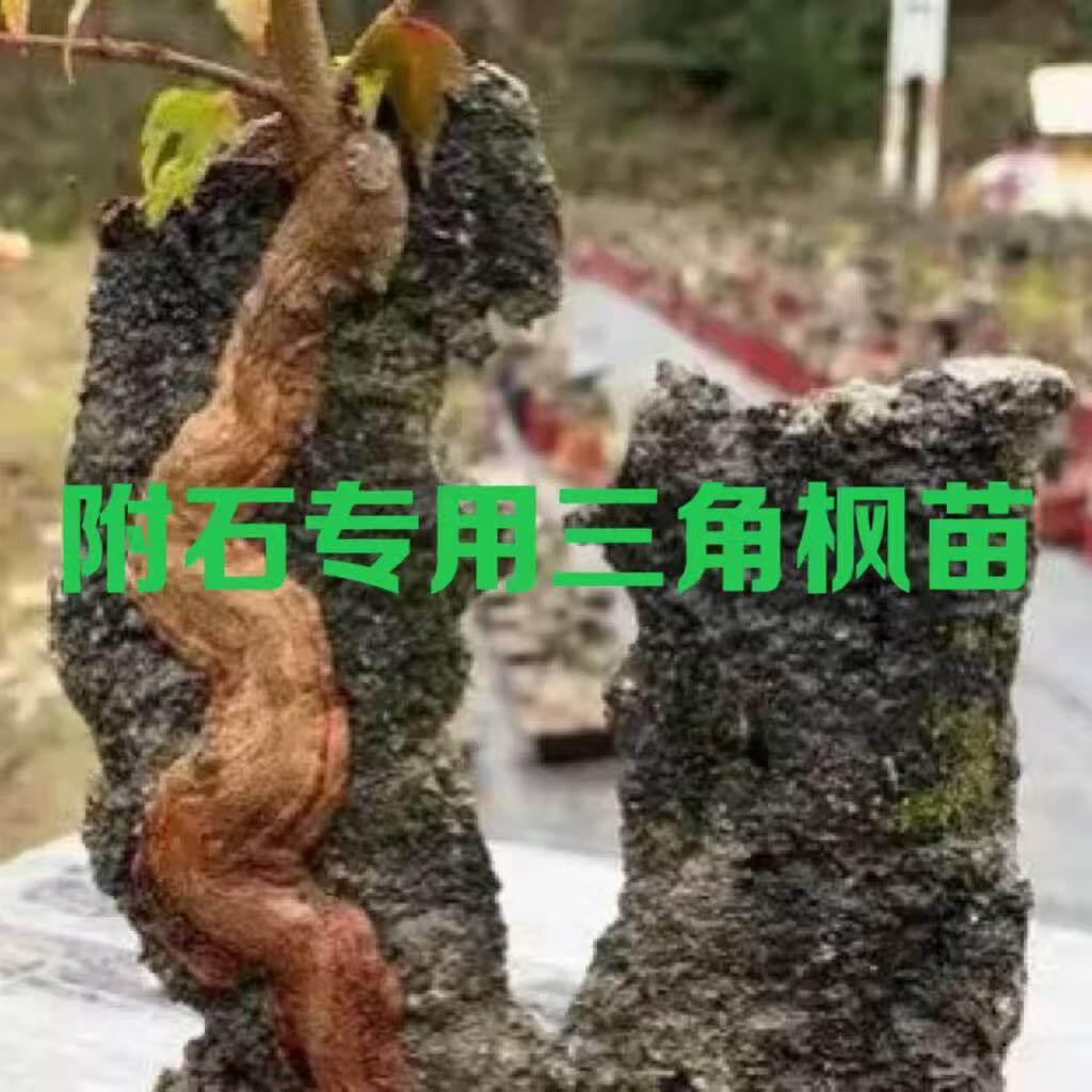 正宗附石小叶三角枫小苗附石盆景专用苗唐枫红芽五角枫树苗绿皮