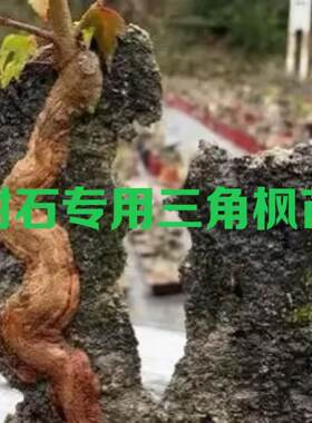 正宗附石小叶三角枫小苗附石盆景专用苗唐枫红芽五角枫树苗绿皮