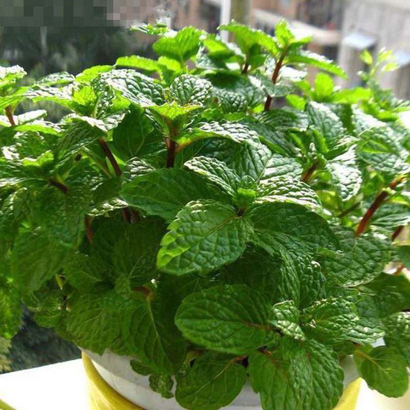薄荷种子籽驱蚊草四季易活易种室内外种植花草种子芳香盆栽花卉