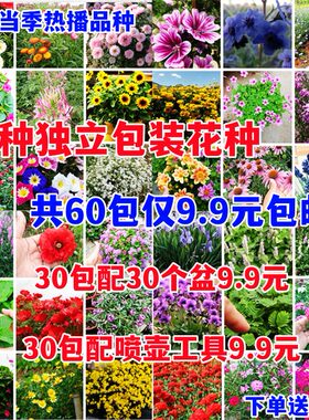 60种组合花卉种子易种四季可播