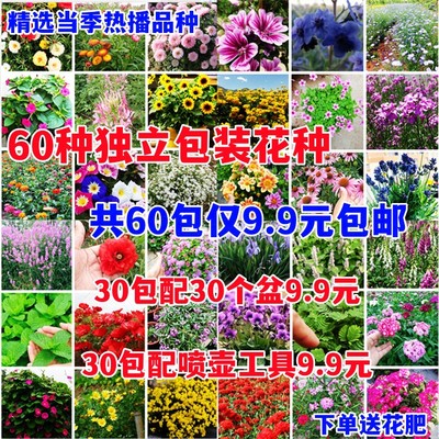 60种组合花卉种子易种四季可播