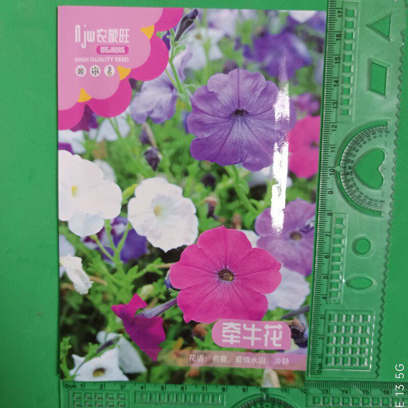 爬藤好养大牵牛花种子喇叭花春夏