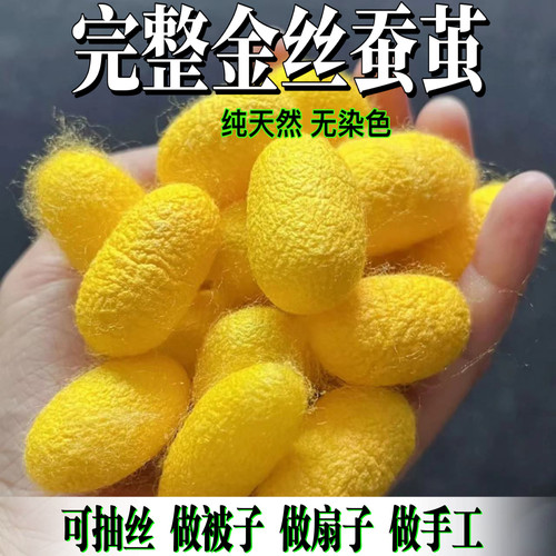 天然桑金色蚕茧烘干完整带蚕蛹