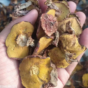 承德野生松蘑中小干货500g粘团子松蛾粘蛾子松树蘑菇烘干新货