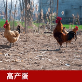 苏北土鸡品种土鸡蛋草鸡蛋粉壳土鸡蛋青脚土鸡