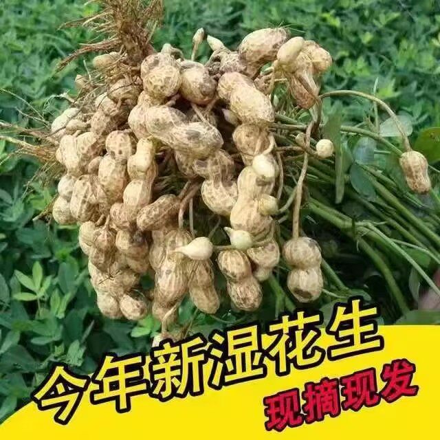 26年新鲜湿花生农家自种带壳生花生原味粉皮带泥鲜花生现货可煮