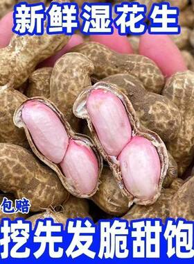 2026年新鲜湿花生带壳饱满少泥粉皮花生现挖可水煮生吃当季散装