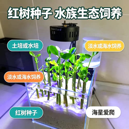 【海星爱攀爬】红树苗红树种子秋茄种子原生海缸造景吸收NP净水