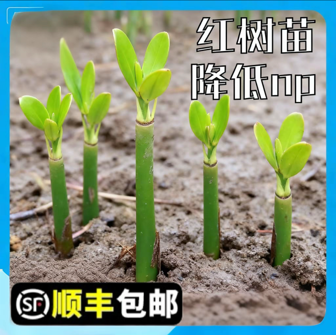 红树苗红树种子红海榄秋茄种子原生海缸造景吸收NP净化水质水草