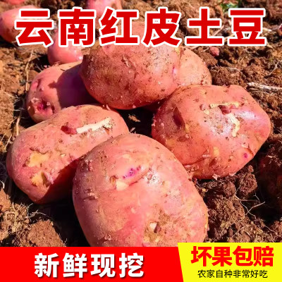 现挖云南新鲜红皮黄心大土豆农家自种大洋芋马铃薯蔬菜5/9斤包邮