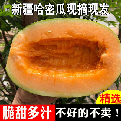 新疆吐鲁番应季现摘西州蜜哈密瓜