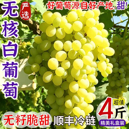 无核白葡萄树上自然熟，出口级别