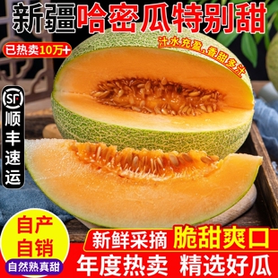 包邮 新疆哈密瓜新鲜水果甜瓜整箱吐鲁番西州蜜10斤应当季 现摘全国