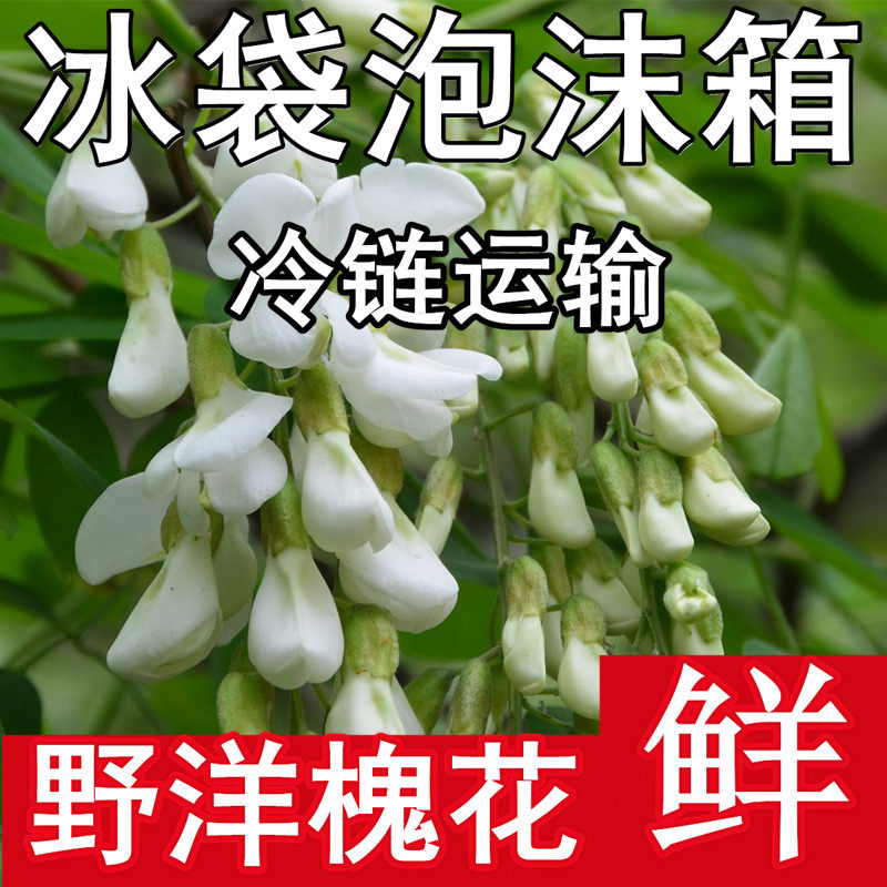 2026年槐花新鲜洋槐花现摘杨槐花野菜蒸菜当季鲜槐花骨朵冷链包邮