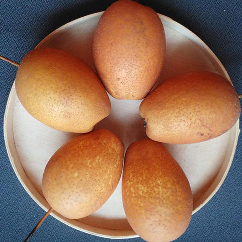 金沙梨精选豫西洛宁金珠果野生沙梨新鲜时令水果黄梨红梨5斤包邮