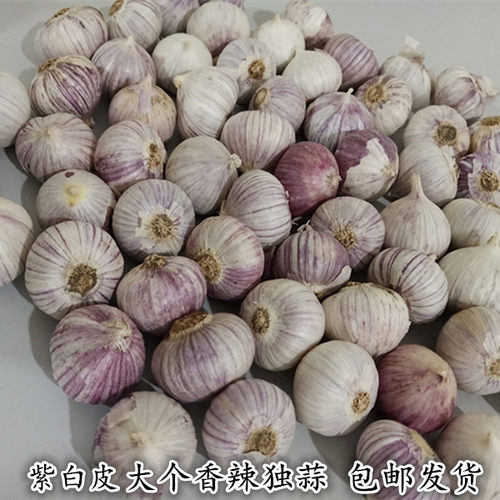 紫红皮辛辣独蒜大果精选