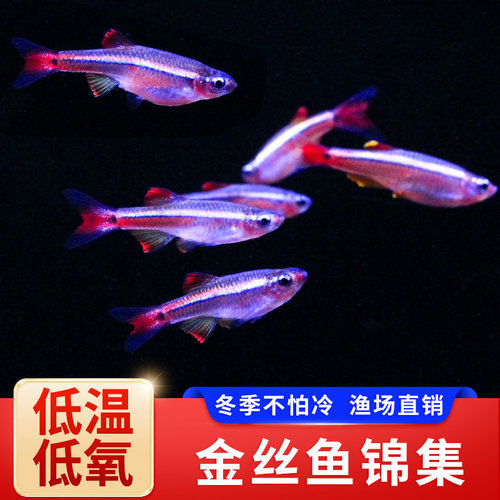 白云金丝灯鱼黄化瑰丽红大帆金丝冷水活体小型观赏不加热耐活低温 - 封面