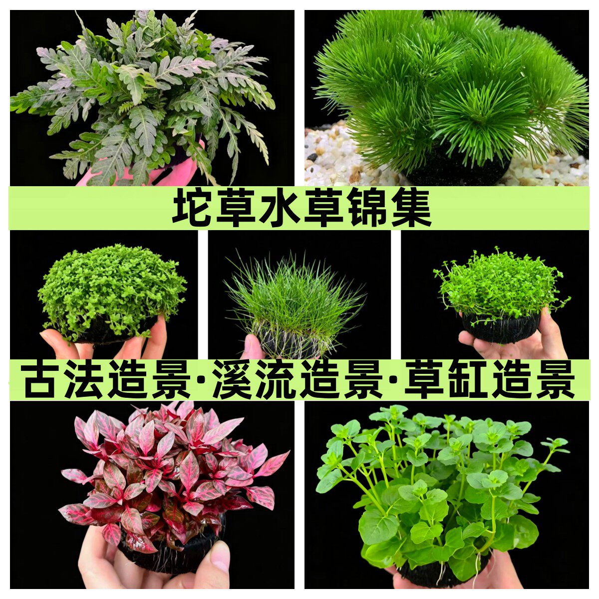 水草坨草造景植物净化水质水罗兰绿金钱绿菊蜈蚣珍珠水剑古法溪流