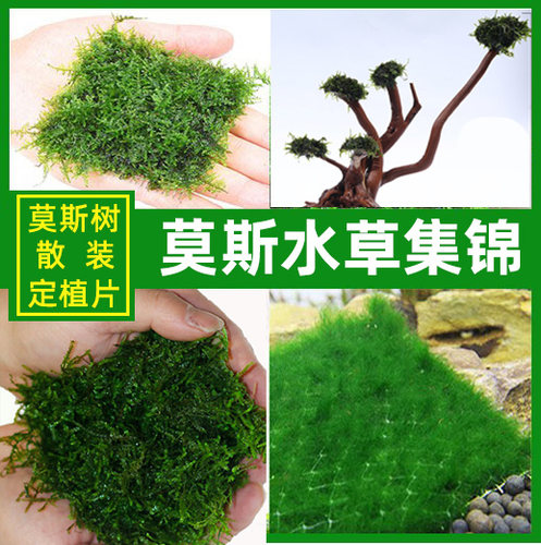莫丝散莫斯造景莫斯树火焰大三角