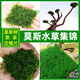 莫斯水草活体藻球垂泪莫丝树慕斯片大三角火焰怪厥散装 迷你绑沉木